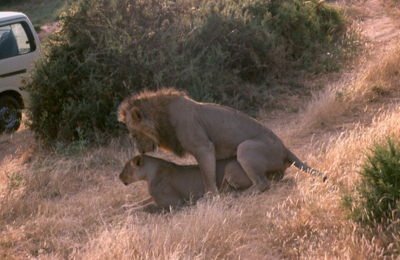 1-07 leeuwen sex - Samburu national reserve